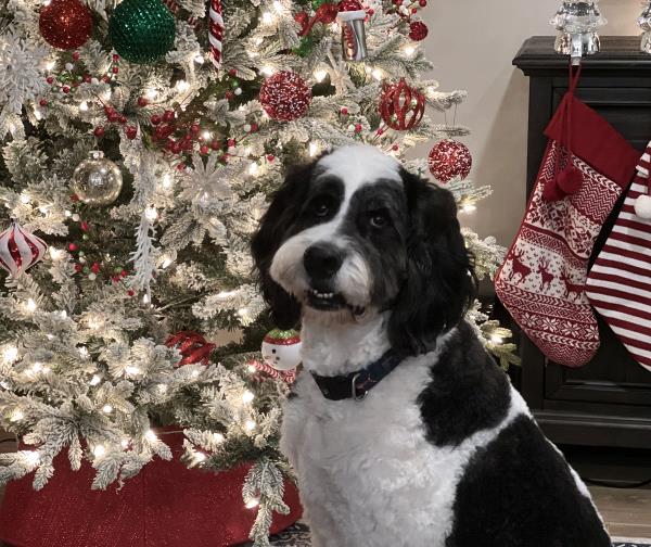 /Images/uploads/The Murphee and Sugar Angel Foundation/murpheeandsugar-pet-photo-contest-fundraiser/entries/27836thumb.jpg